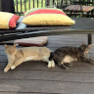 Meet your Posher, Jean